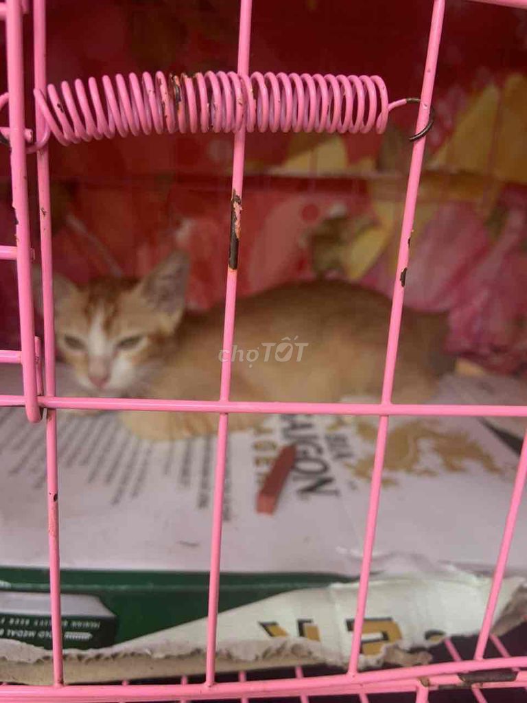 Mèo ta lông vàng. Mua bán Mèo tại Quận 8 Tp Hồ Chí Minh được đăng bởi Ngọc Anh Trần hình 1