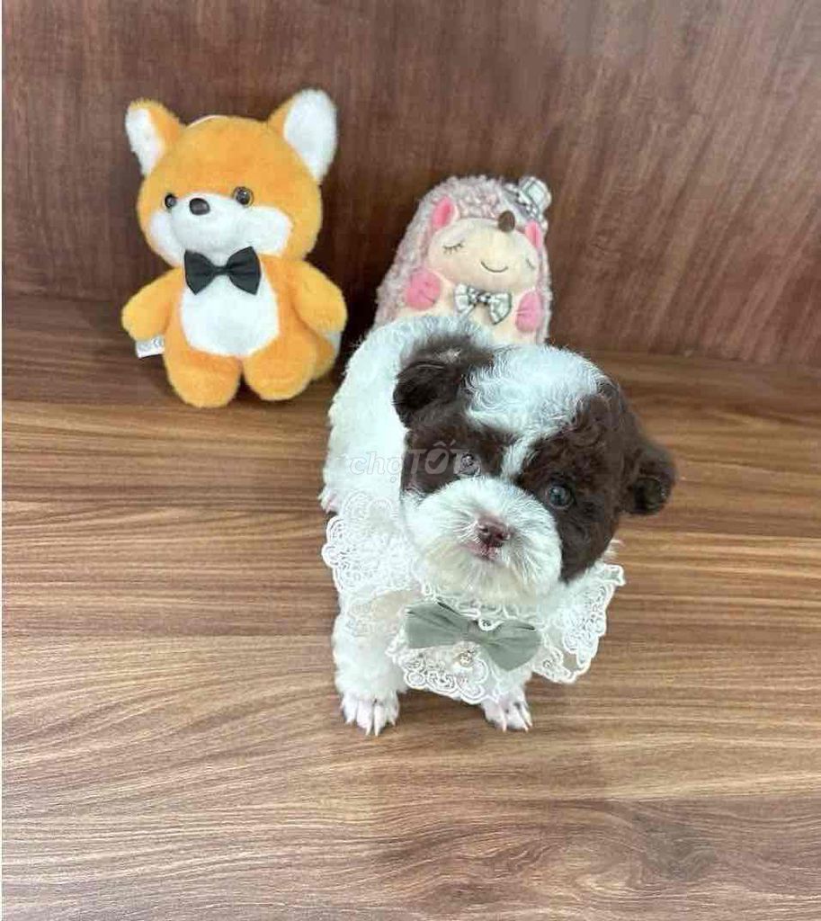 Poodle bò socola mini. Mua bán Chó tại Quận 10 Tp Hồ Chí Minh được đăng bởi Thanh Long hình 3