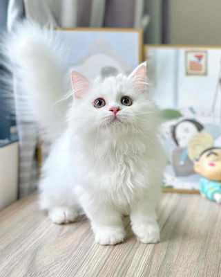 mèo ald chân ngắn, đuôi phồng