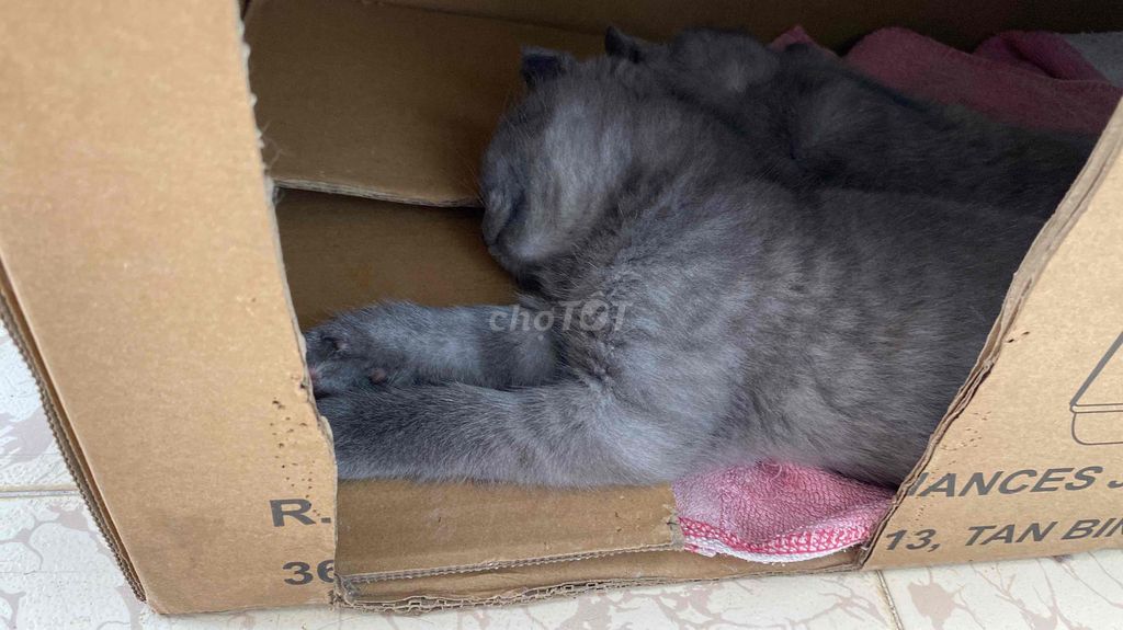 Mèo Anh lông ngắn Xám 2 tháng đã tiêm. Mua bán Mèo tại Thành phố Vũng Tàu Bà Rịa - Vũng Tàu được đăng bởi Phan thị Lê hình 1