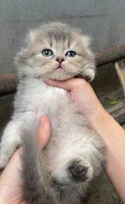 Tìm sen mới. Mua bán Mèo tại Huyện Chương Mỹ Hà Nội được đăng bởi Méooo