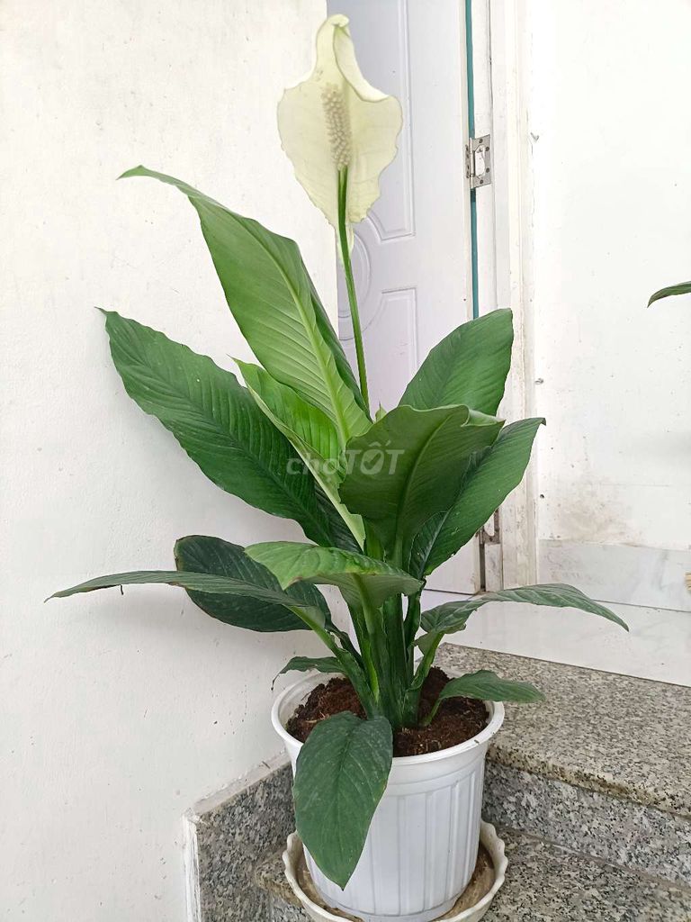 Lan Ý Mỹ đang ra hoa trắng. Mua bán Cây cảnh, đồ trang trí tại Quận 6 Tp Hồ Chí Minh được đăng bởi sunshine  hình 1