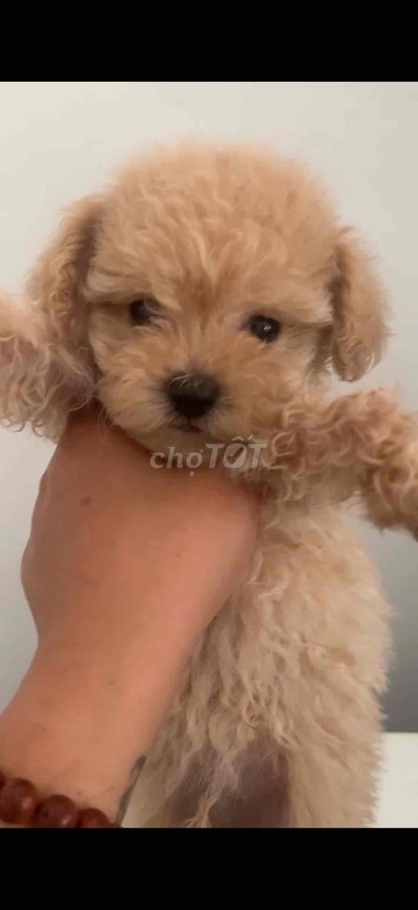 Chó Poodle đực 2 tháng. Mua bán Chó tại Quận 4 Tp Hồ Chí Minh được đăng bởi Dao Hong hình 1