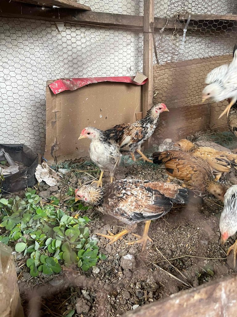 Gà tre Bắc cộc 3 tháng tuổi 10 con. Mua bán Gà tại Quận Hoàng Mai Hà Nội được đăng bởi minh hình 1