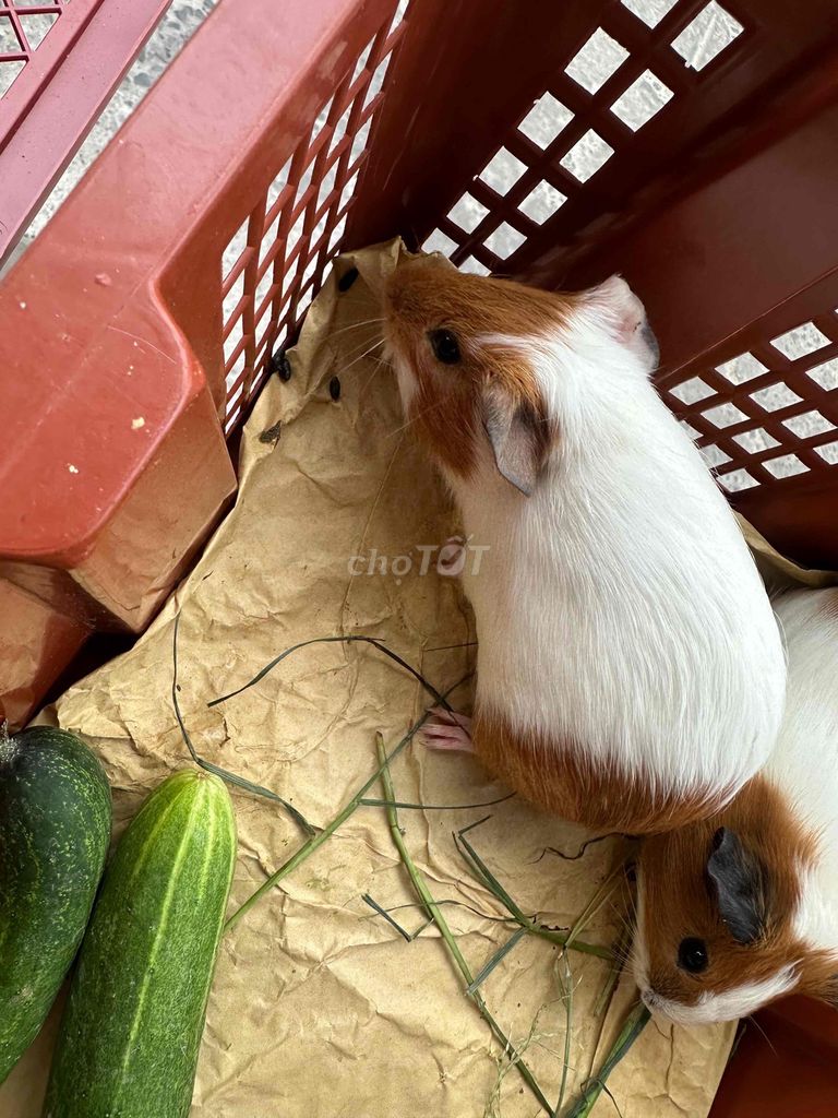 Bọ ú lai Ame Trắng Nâu. Mua bán Thú cưng khác tại Quận Bình Tân Tp Hồ Chí Minh được đăng bởi thiên châu hình 1