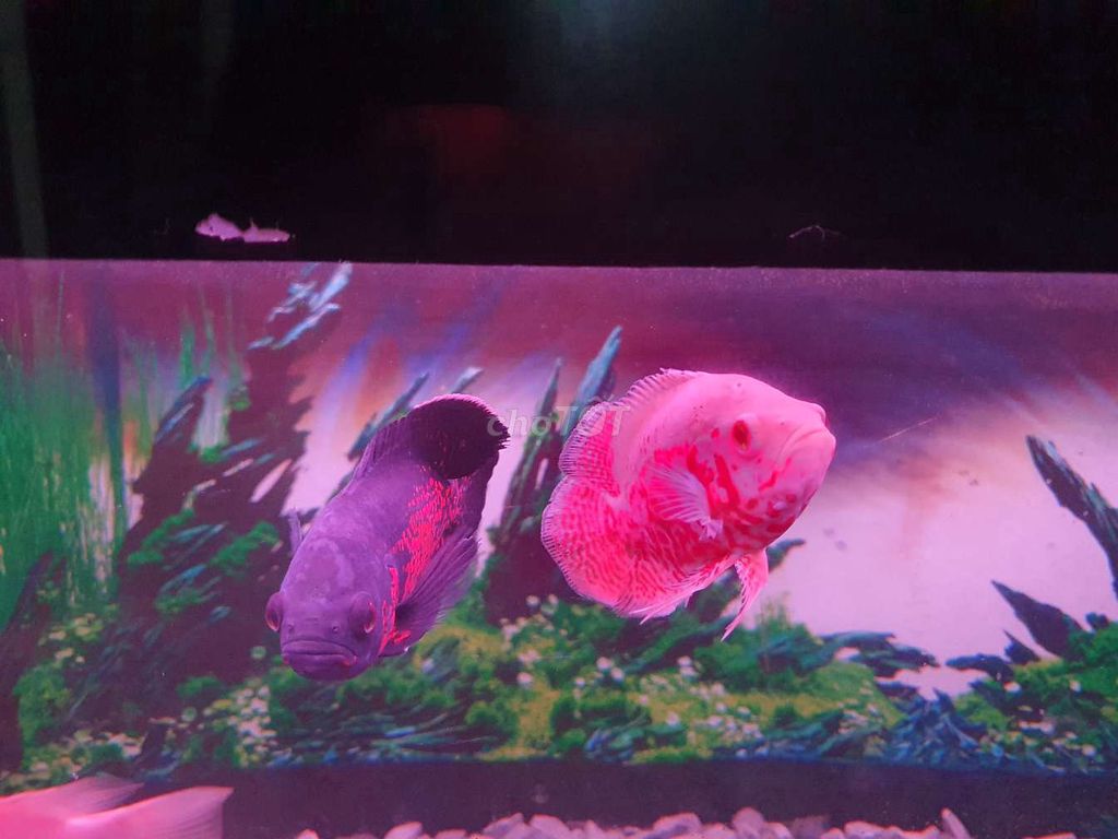 Cặp Cá Oscar Đen & Albino Khỏe mạnh Size3-4 ngón. Mua bán Thú cưng khác tại Huyện Bến Lức Long An được đăng bởi Phan Hoang Phuc hình 1