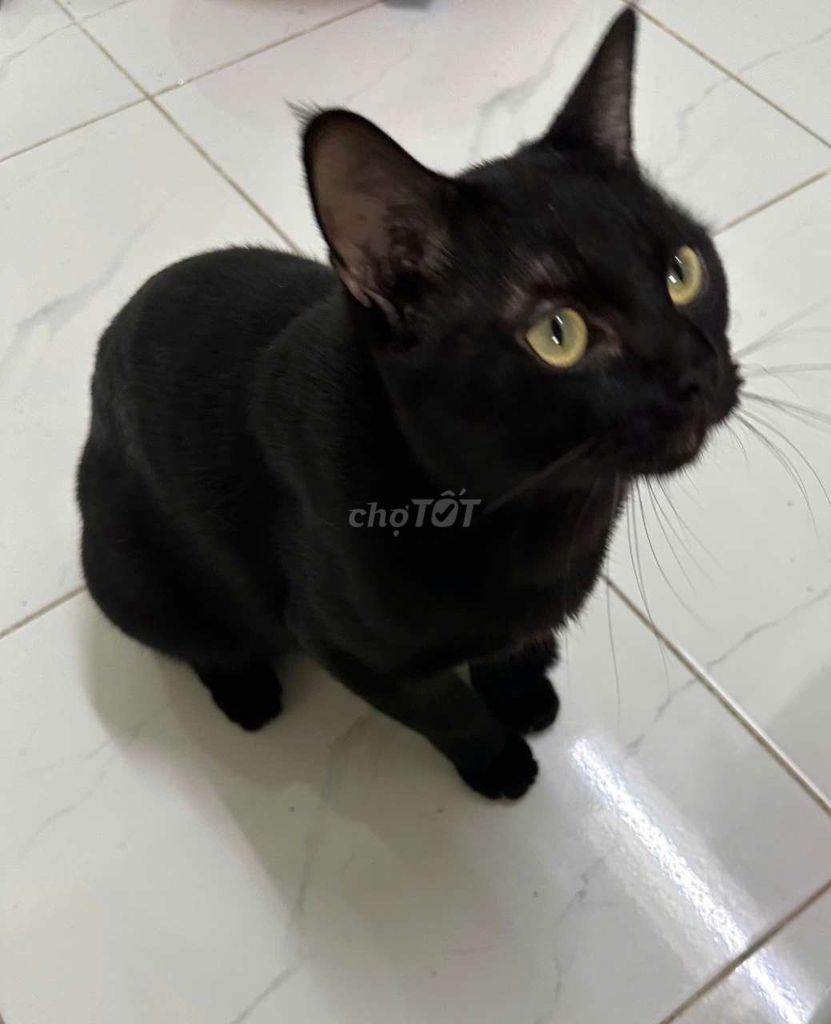 Mèo lai Đực Đen quấn người. Mua bán Mèo tại Quận 12 Tp Hồ Chí Minh được đăng bởi Nguyễn Đức Huy hình 1