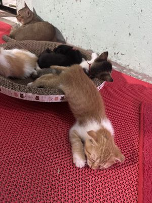 Mèo Anh lông ngắn đực 2 tháng