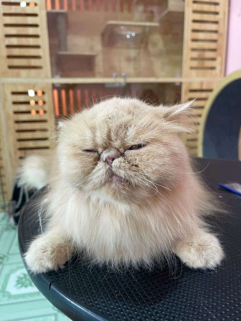 Mèo Anh lông dài 3 tháng. Mua bán Mèo tại Thành phố Biên Hòa Đồng Nai được đăng bởi Trung Đang Lê hình 1