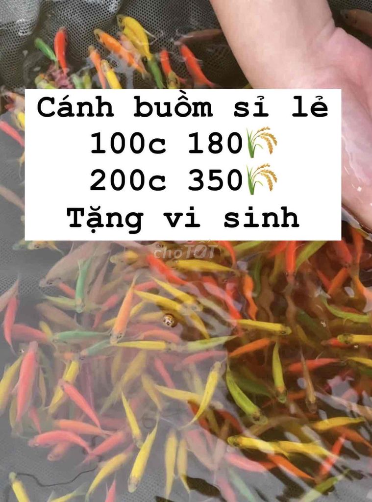 Combo cánh buồm dạ quang 100c 180k, suất sỉ lẻ