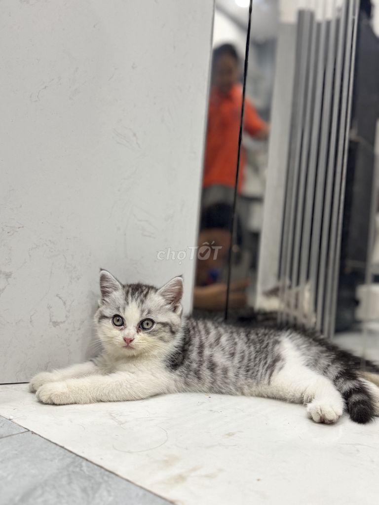 Mèo con thuần Anh lông ngắn của nhà đẻ. Mua bán Mèo tại Quận Bắc Từ Liêm Hà Nội được đăng bởi Nguyễn Thị Minh Tâm hình 2