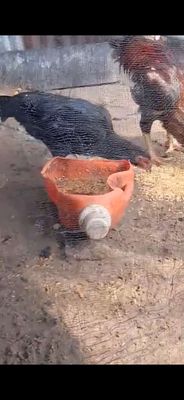 Mái tơ 2kg gần rớt so gl qua màu khác. Mua bán Gà tại Huyện Phụng Hiệp Hậu Giang được đăng bởi Gà Đấu 