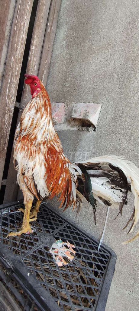 Gà khét bông . Mua bán Gà tại Quận 10 Tp Hồ Chí Minh được đăng bởi Khoi hình 1