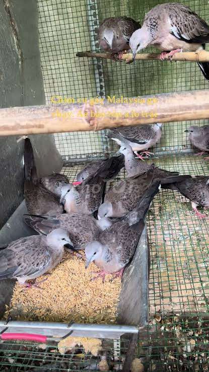 Chim cu gáy non một cặp. Mua bán Chim tại Thành phố Phú Quốc Kiên Giang được đăng bởi Trần Thanh Linh hình 1