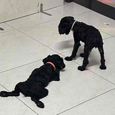 Chó Poodle đen cái 3.5 tháng đã tiêm