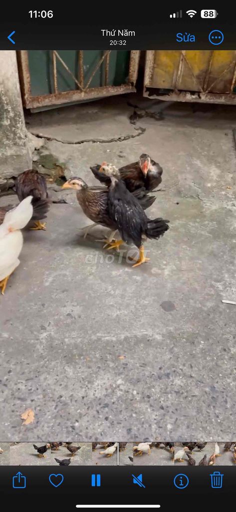 Gà tre 2 tháng tuổi. Mua bán Gà tại Quận Hoàng Mai Hà Nội được đăng bởi Nhạt Nhòa hình 1