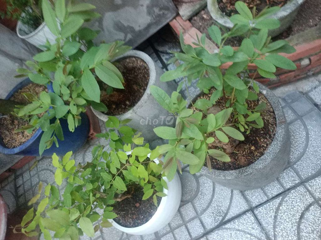 THANH LÝ 5 CÂY. Mua bán Cây cảnh, đồ trang trí tại Huyện Hóc Môn Tp Hồ Chí Minh được đăng bởi Lạc Trôi hình 1