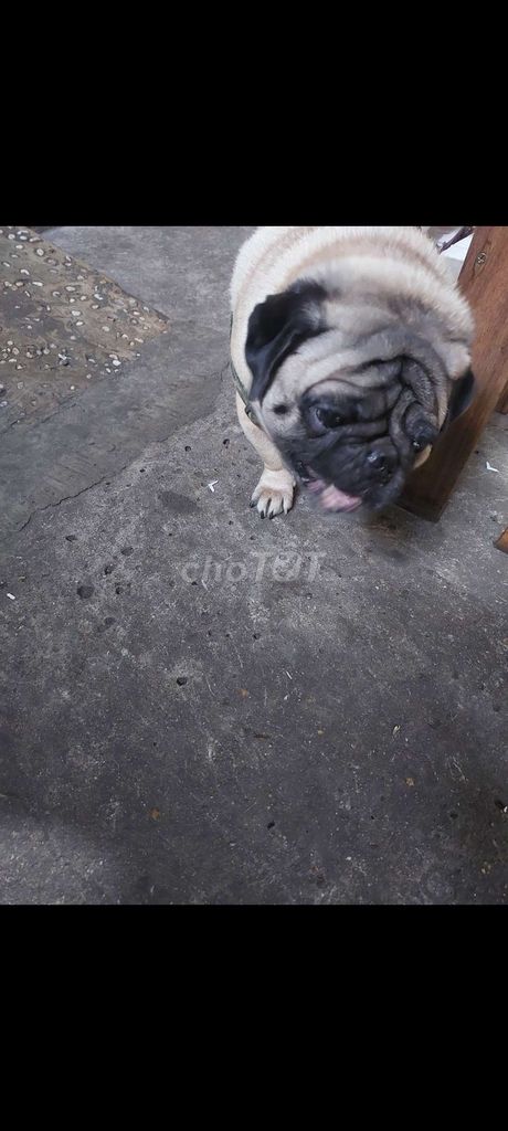 Chó Pug đực 3 tuổi. Mua bán Chó tại Quận Bình Tân Tp Hồ Chí Minh được đăng bởi Hà thanh thạo hình 1