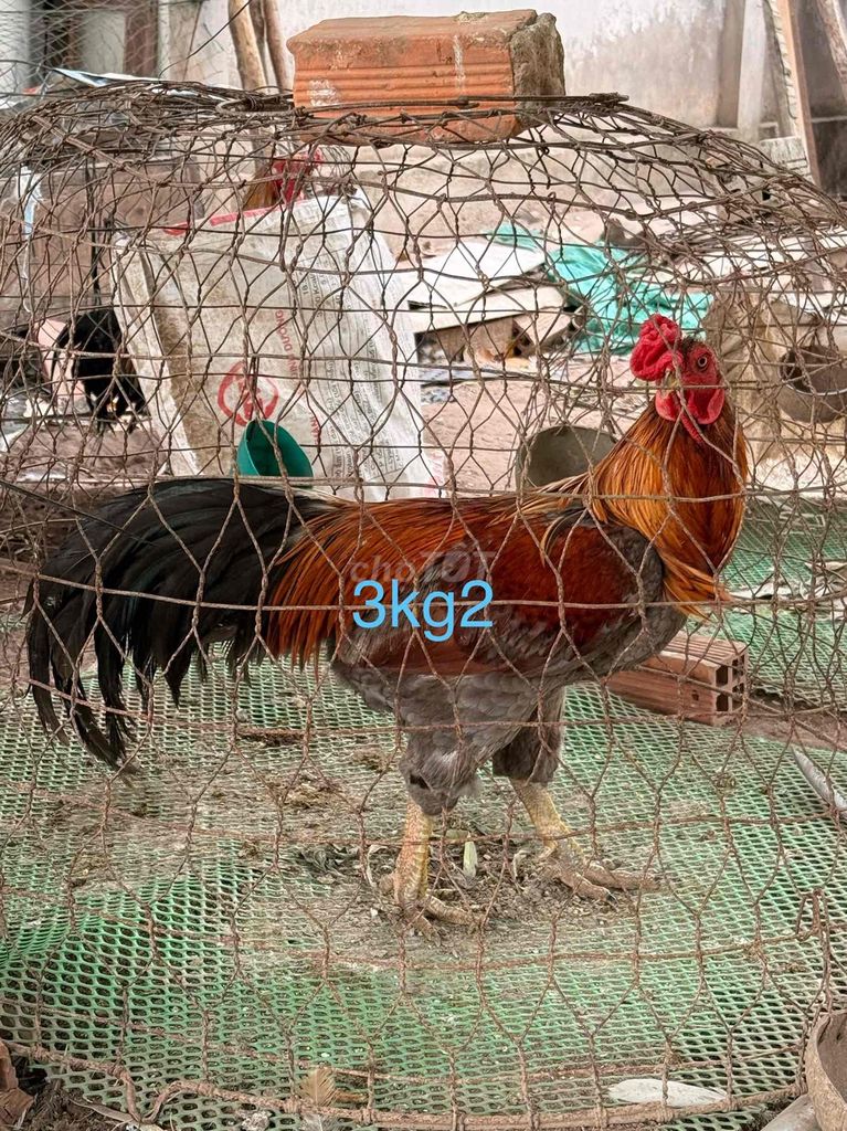 Gà 2.5kg - 3.2kg. Mua bán Gà tại Huyện Chợ Lách Bến Tre được đăng bởi Ngọc Hải hình 1