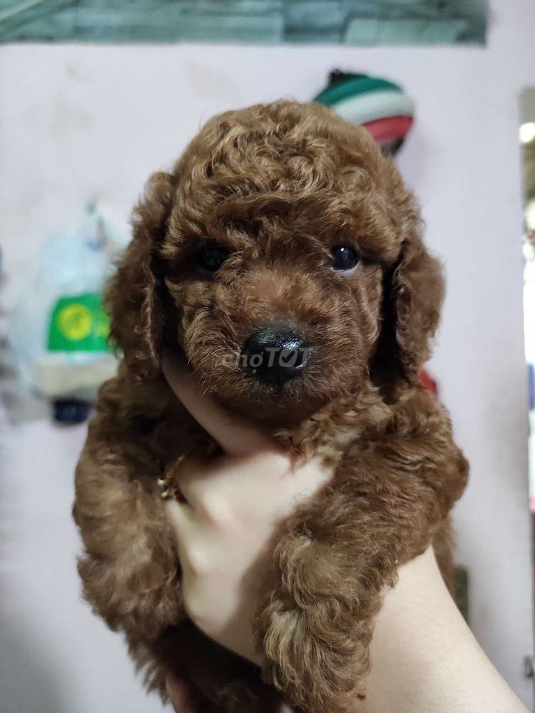 0378193515 - Poodle nâu thuần chủng 45 ngày tuổi