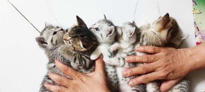 Mèo Anh lông ngắn 2,5 tháng tuổi