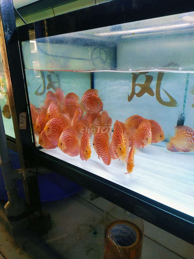 Red pegion discus