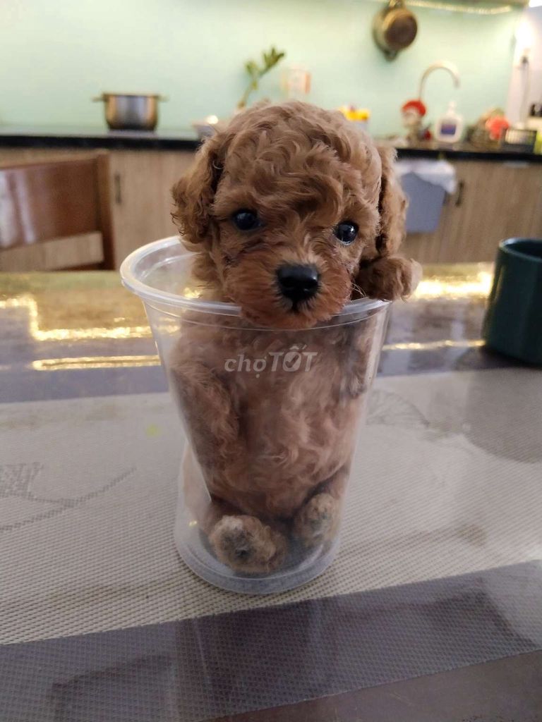 Chó Poodle Cái Nâu 2 tháng. Mua bán Chó tại Thành phố Biên Hòa Đồng Nai được đăng bởi Le hoa hình 1