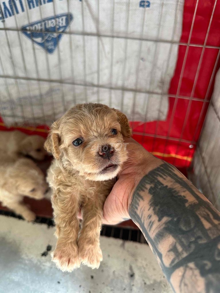Chó Poodle lai Bắc Kinh Nâu nhạt. Mua bán Chó tại Huyện Gia Lâm Hà Nội được đăng bởi Nguyễn ngọc hải hình 1