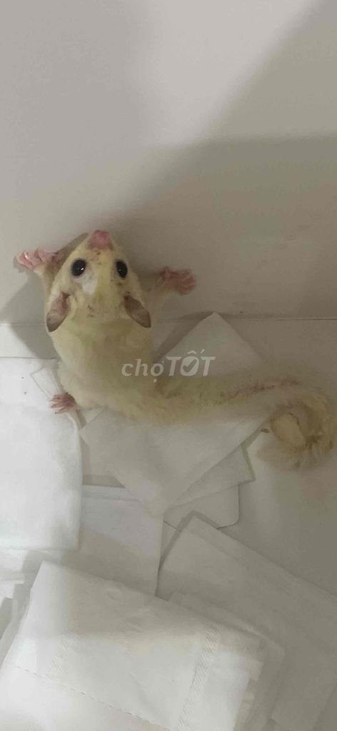 Sóc bay Úc trắng 5 tháng. Mua bán Thú cưng khác tại Quận Long Biên Hà Nội được đăng bởi Vũ Văn Điệp hình 1