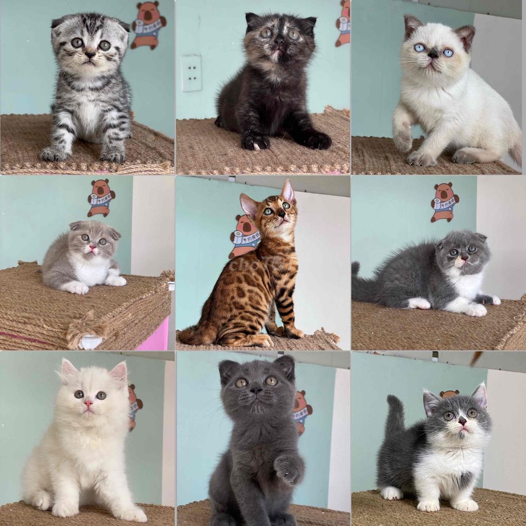 mèo anh giá trên hình từ 900. Mua bán Mèo tại Thành phố Thủ Đức Tp Hồ Chí Minh được đăng bởi Nguyễn Quốc Việt hình 6