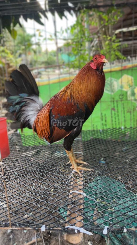 Gà chọi Nâu đen 1kg4 yếu . Mua bán Gà tại Huyện Thới Lai Cần Thơ được đăng bởi huỳnh trường hình 1