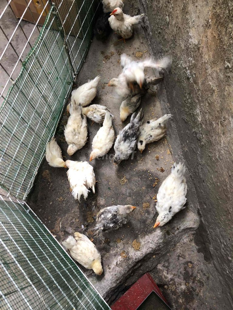 chuyên bán gà tre thái chân Lùn gà thuần chủng. Mua bán Gà tại Quận Thanh Xuân Hà Nội được đăng bởi khuê hình 1