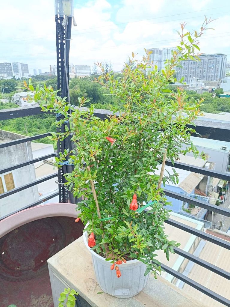 Cây Lựu Quanh năm dễ chăm đang hoa. Mua bán Cây cảnh, đồ trang trí tại Quận 6 Tp Hồ Chí Minh được đăng bởi sunshine  hình 1