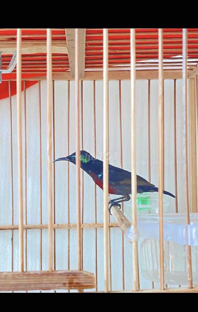 7màu tuyển hót full bộ. Mua bán Chim tại Quận 12 Tp Hồ Chí Minh được đăng bởi Triển hình 1