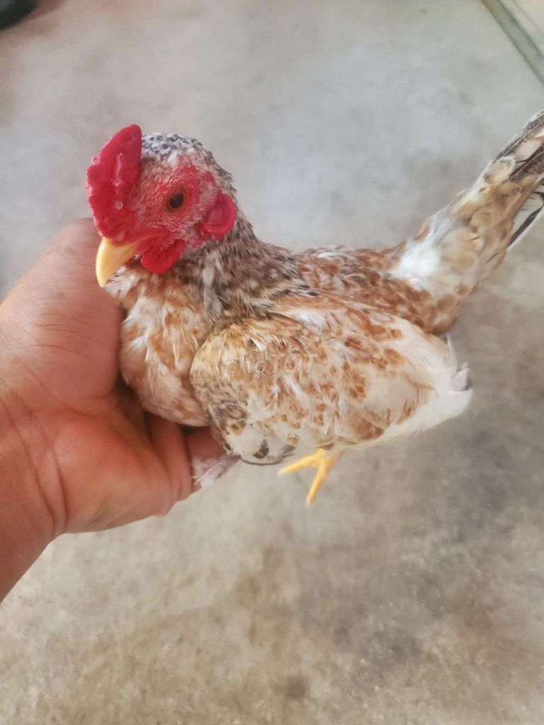 Gà tre 300gr Nâu trắng. Mua bán Gà tại Huyện Tân Hiệp Kiên Giang được đăng bởi Ha DANG hình 1