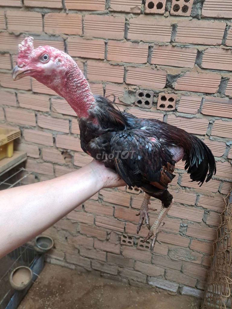Gà chọi gà đòn giá rẻ đạp mái gà ta hay ăn thịt. Mua bán Gà tại Huyện Di Linh Lâm Đồng được đăng bởi A Tùng hình 1