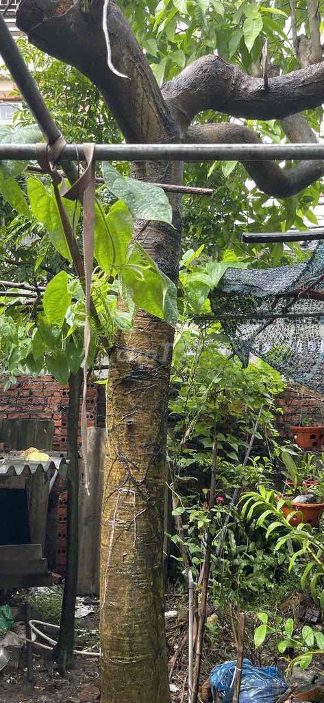 Cây Ngọc Lan. Mua bán Cây cảnh, đồ trang trí tại Quận Lê Chân Hải Phòng được đăng bởi Nhật Long hình 1