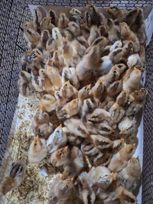 Cần bán các loại gà vịt con giống sọc vàng đen. Mua bán Gà tại Quận 12 Tp Hồ Chí Minh được đăng bởi Lê Thị Hảo