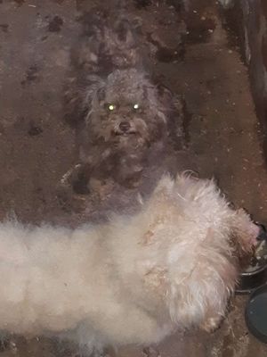 Chó Poodle Nâu Trắng 3 tuổi