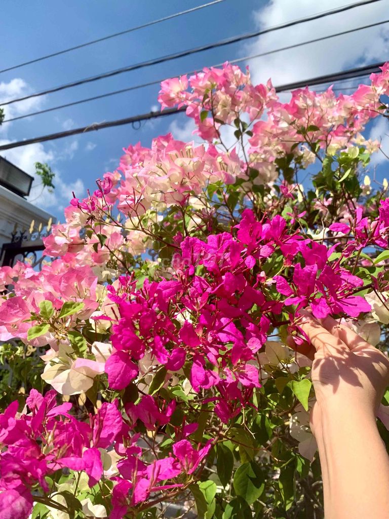 Cây hoa giấy Hồng Sakura. Mua bán Cây cảnh, đồ trang trí tại Huyện Châu Thành Tiền Giang được đăng bởi Huỳnh Lành hình 1