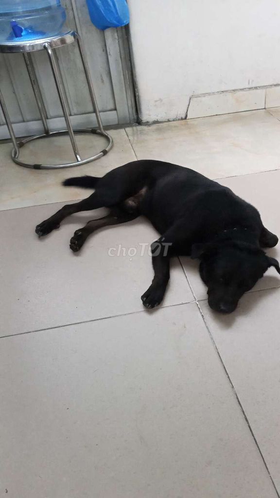 Chó con Đen đã tiêm phòng. Mua bán Chó tại Quận 7 Tp Hồ Chí Minh được đăng bởi Hiên ninh Bình Nguyễn Văn Hiên hình 1