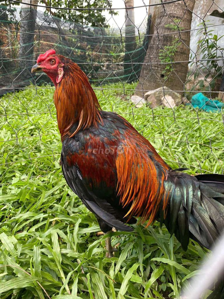 Gà trống Peru Mỹ Đỏ đen 2.8kg. Mua bán Gà tại Huyện Mỹ Xuyên Sóc Trăng được đăng bởi Tùng hình 1