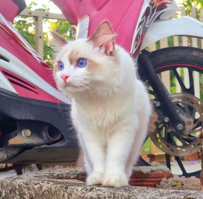 Mèo Ragdoll