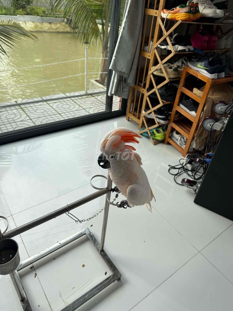 cần bán vẹt malucan non 6tháng tuổi còn non. Mua bán Chim tại Quận 6 Tp Hồ Chí Minh được đăng bởi lê thành nhan hình 1