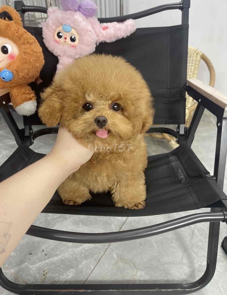 Siêu Phẩm Poodle