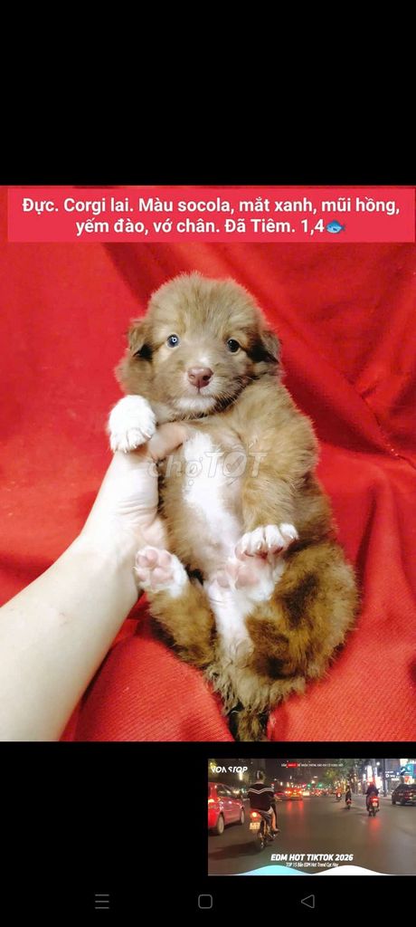 Corgi H'mông shiba  chihuahua becgie lai. Mua bán Chó tại Huyện Hóc Môn Tp Hồ Chí Minh được đăng bởi fb NH Táo bán điện thoại và chó mèo có ship hình 1