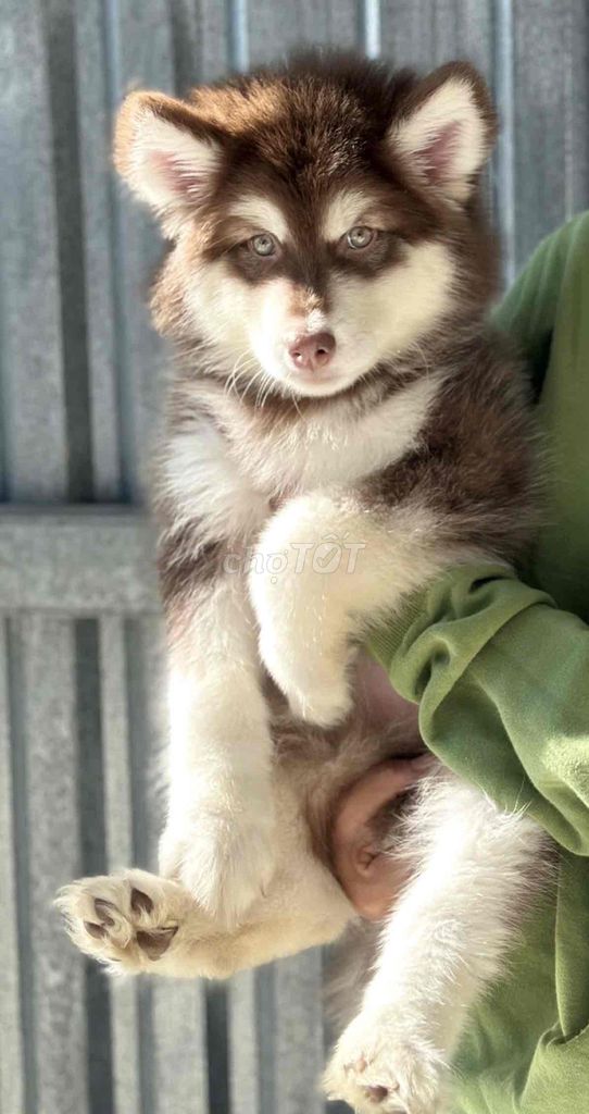 Chó Alaska cái 3 tháng đã tiêm. Mua bán Chó tại Thành phố Đà Lạt Lâm Đồng được đăng bởi Pham Anh hình 1