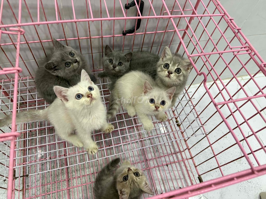 Mèo ALN THUẦN CHỦNG nhà đẻ. Mua bán Mèo tại Quận Tân Phú Tp Hồ Chí Minh được đăng bởi Nganle hình 2