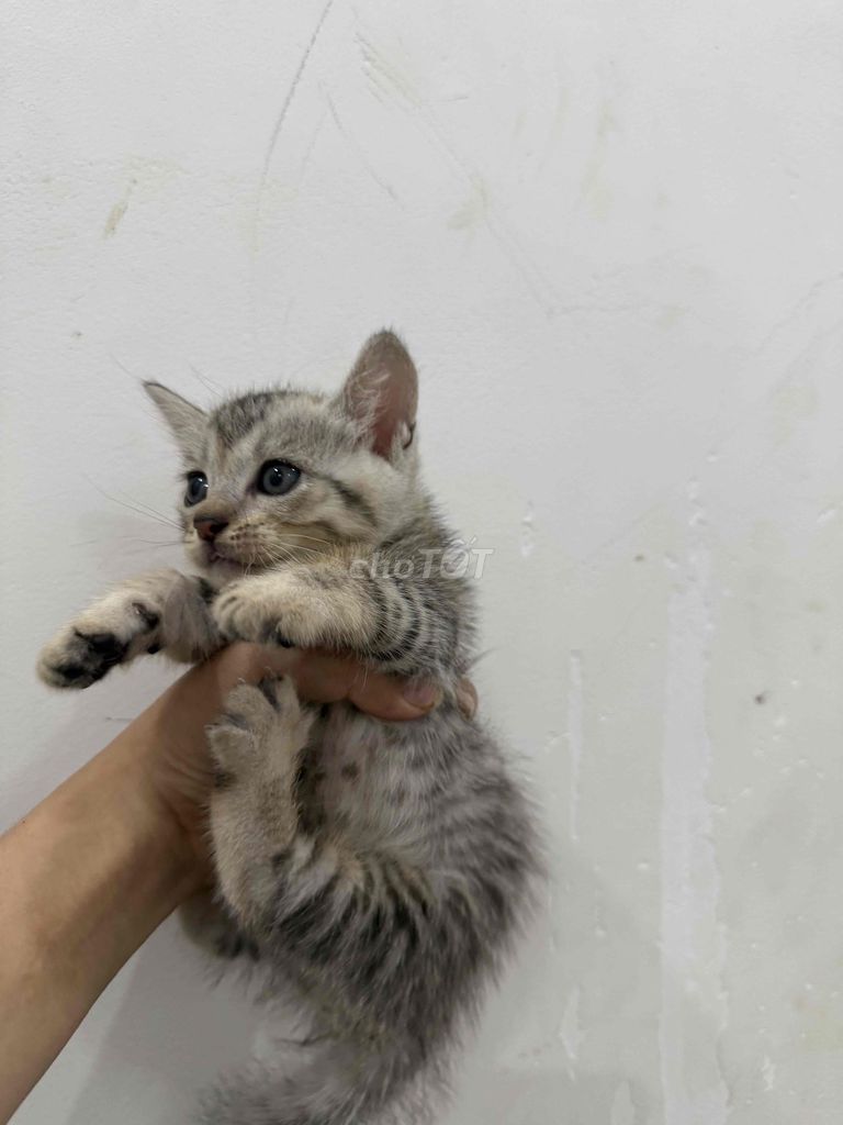 Mèo Munchkin nhỏ đực 2 tháng. Mua bán Mèo tại Quận Ngũ Hành Sơn Đà Nẵng được đăng bởi Phương Trần Thị hình 1