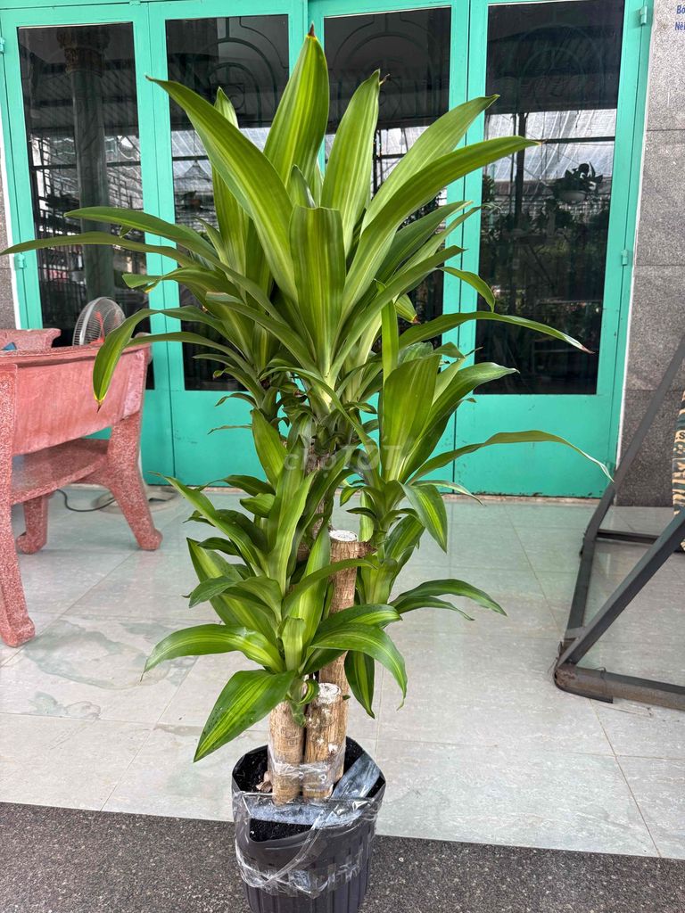 Cây Phát Tài trang trí nội thất. Mua bán Cây cảnh, đồ trang trí tại Quận Gò Vấp Tp Hồ Chí Minh được đăng bởi Phạm Duy hình 1